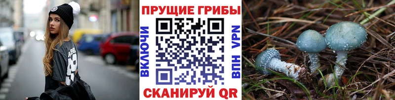 магазин продажи наркотиков  Ардон  Псилоцибиновые грибы Psilocybine cubensis 